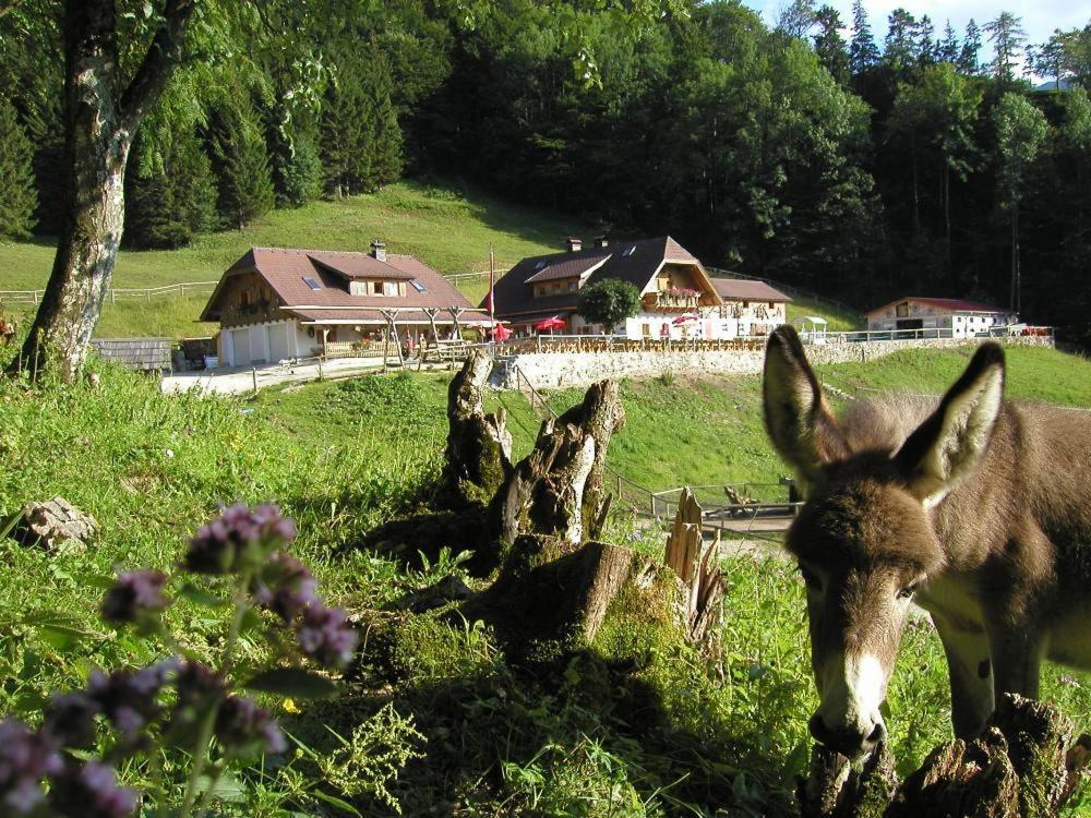 Ferienwohnung Hochsteinalm Traunkirchen Esterno foto